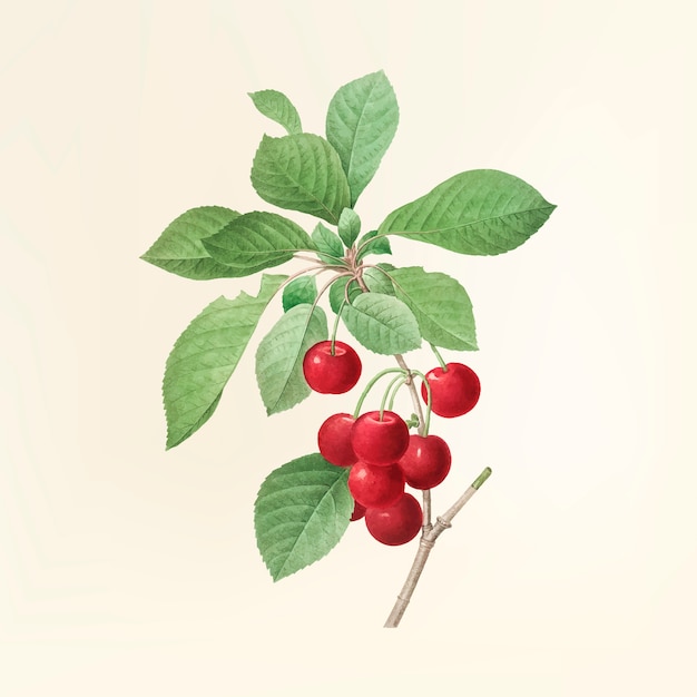 Ilustración de la flor de la vendimia
