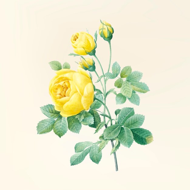 Ilustración de la flor de la vendimia
