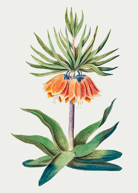 Ilustración de la flor de la vendimia