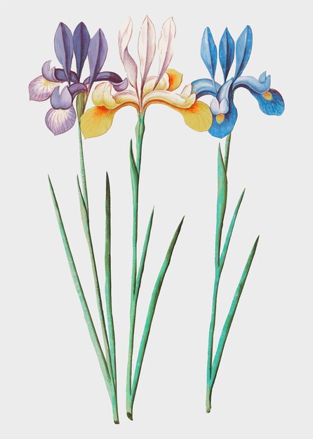 Ilustración de la flor de la vendimia