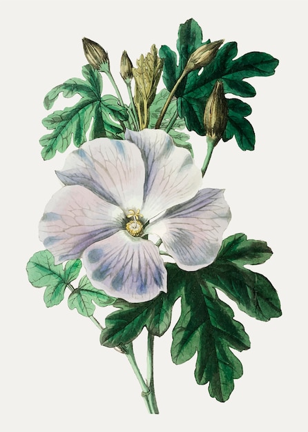 Ilustración de la flor de la vendimia