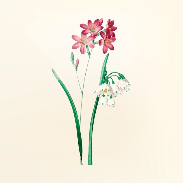 Vector gratuito ilustración de flor vintage