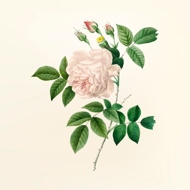 Ilustración de flor vintage