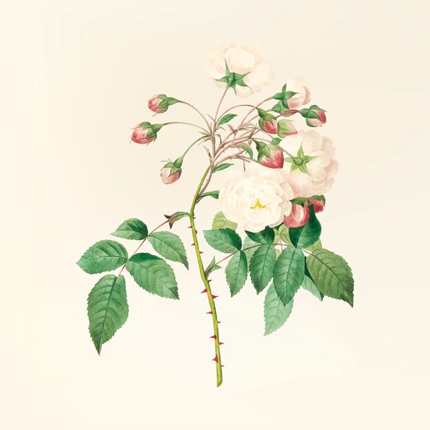 Ilustración de flor vintage