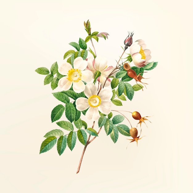 Ilustración de flor vintage