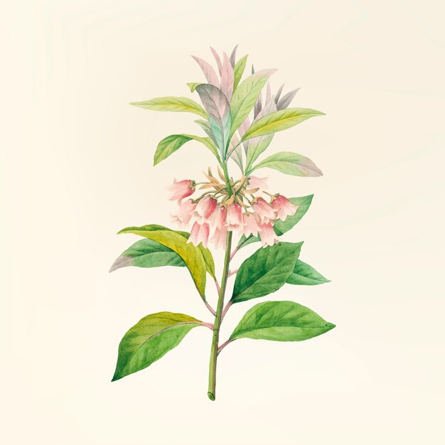 Ilustración de flores antiguas