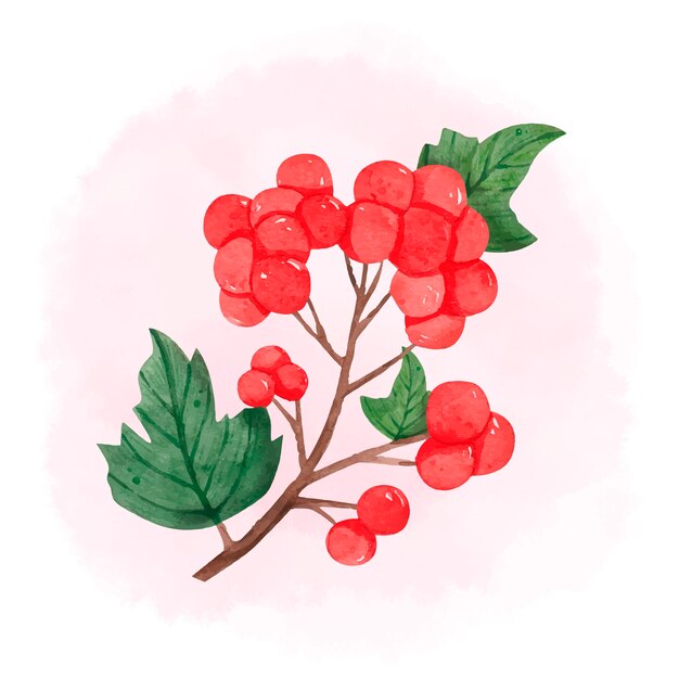 Ilustración de flores de serbal o viburnum acuarela