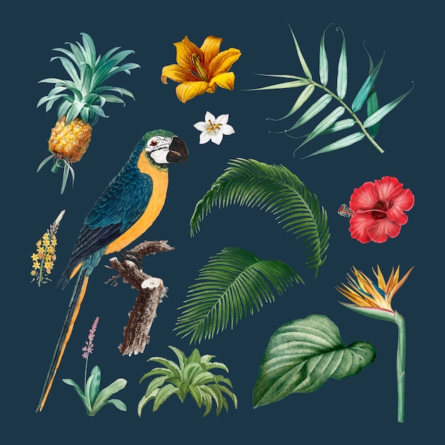 Ilustración de follaje de guacamayo
