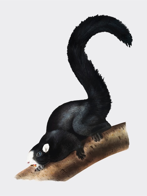 Ilustración de Fox Squirrel