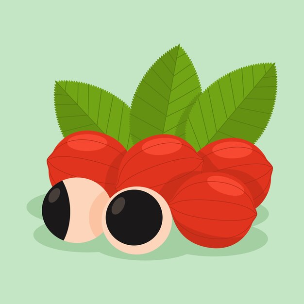 Ilustración de fruta de guaraná dibujada a mano