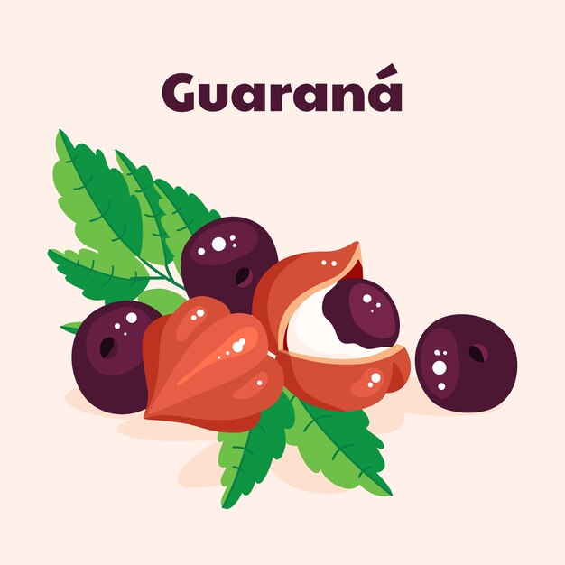 Ilustración de fruta de guaraná dibujada a mano