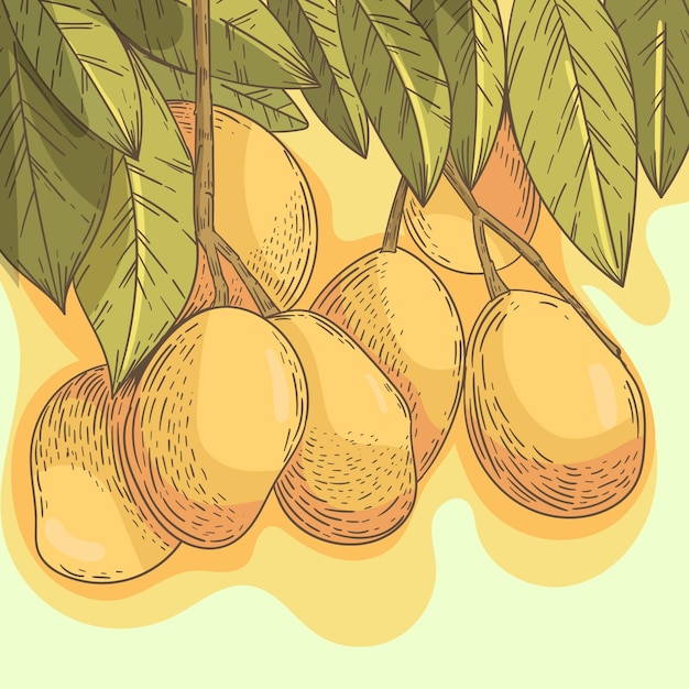 Vector gratuito ilustración de frutas de árbol de mango botánico