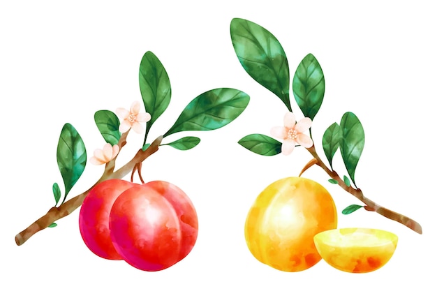Ilustración de frutas y flores de ciruela acuarela