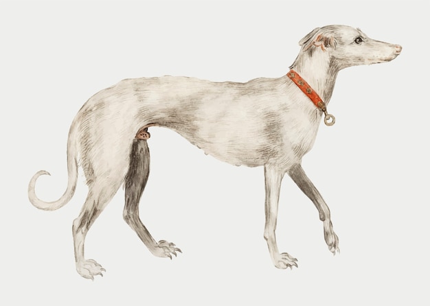 Ilustración de galgo vintage en vector