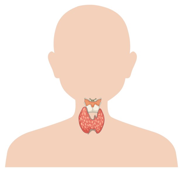 Ilustración de la glándula tiroidea de la anatomía humana