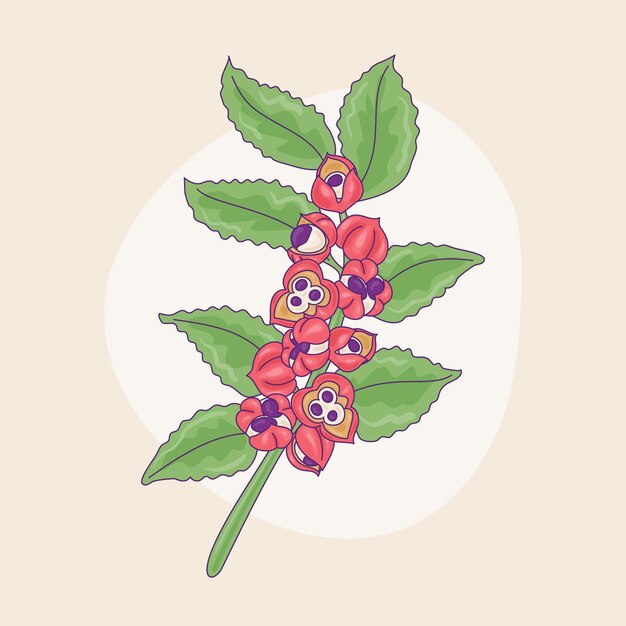 Ilustración de guaraná dibujado a mano