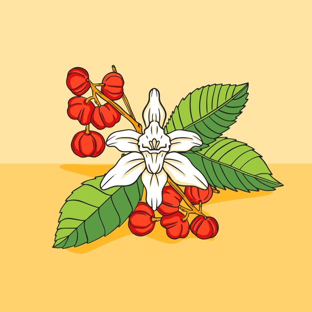 Ilustración de guaraná dibujado a mano