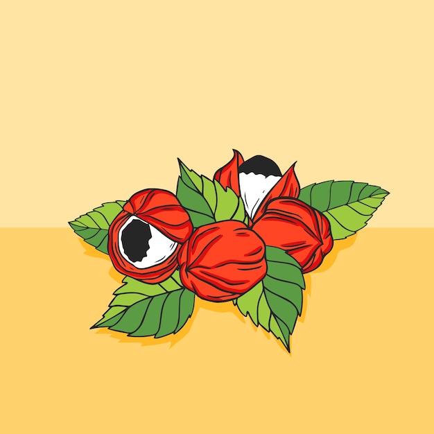 Ilustración de guaraná dibujado a mano