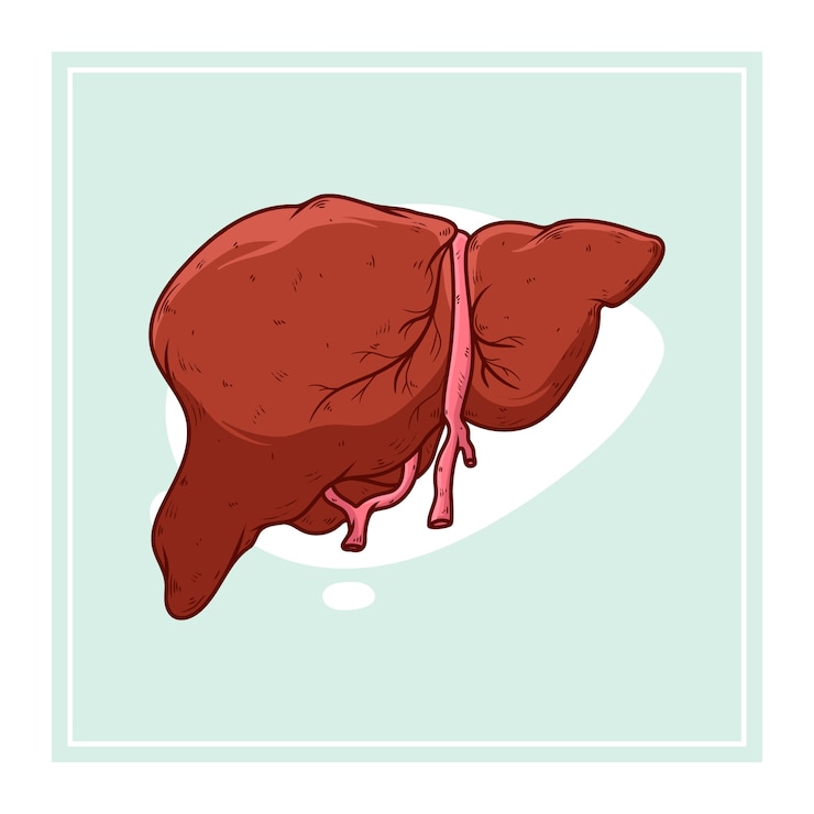 Vector gratuito ilustración del hígado dibujada a mano