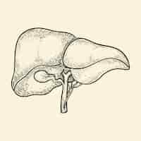 Vector gratuito ilustración del hígado dibujada a mano