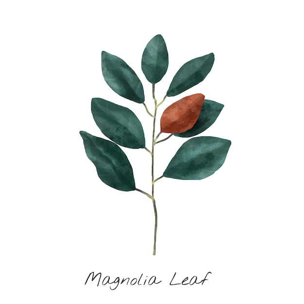 Ilustración de la hoja de magnolia aislada sobre fondo blanco.
