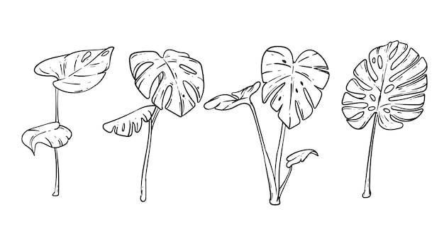 Ilustración de hoja de monstera dibujada a mano