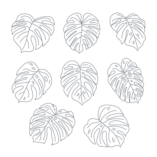 Ilustración de hoja de monstera dibujada a mano