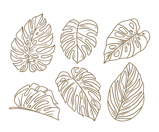 Ilustración de hoja de monstera dibujada a mano