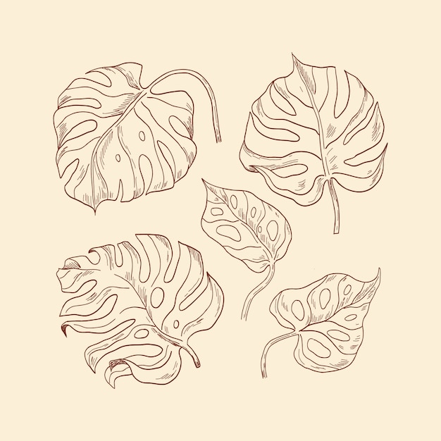 Ilustración de hoja de monstera dibujada a mano