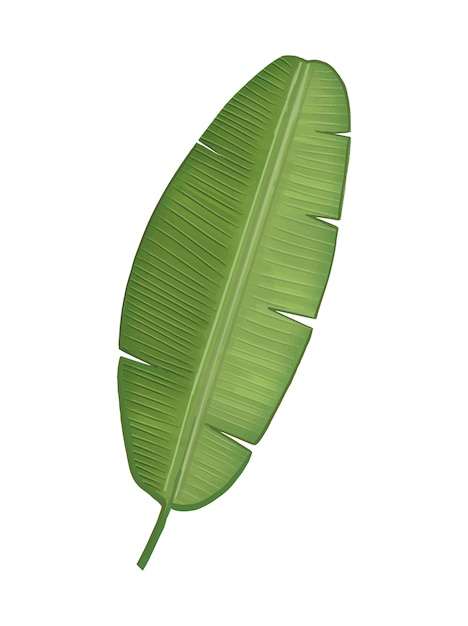 Ilustración de hoja de plátano verde tropical