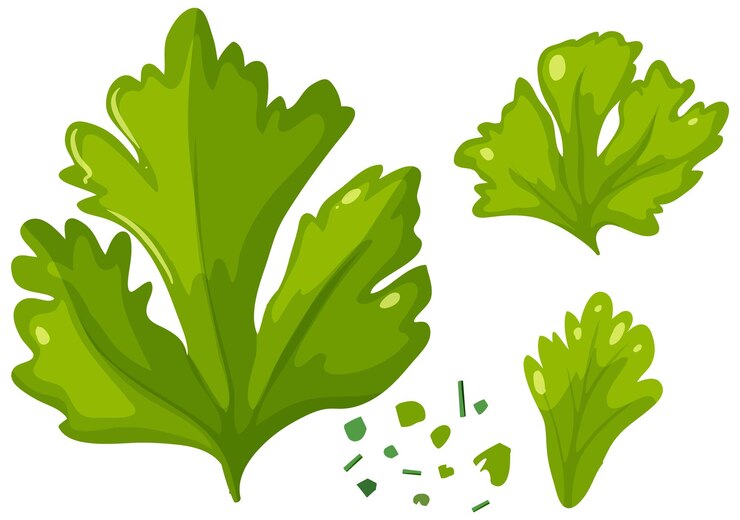 Vector gratuito ilustración de las hojas frescas de cilantro