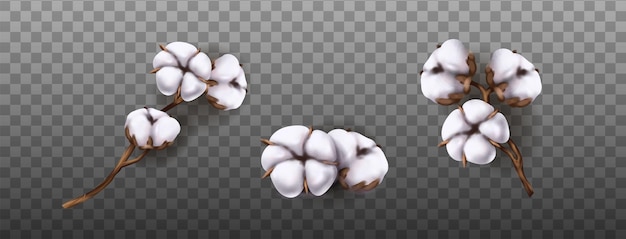 Ilustración de icono de vector realista de flor de algodón. Aislado sobre fondo transparente.