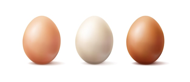 ilustración de icono de vector realista. Huevo orgánico marrón claro, marrón y blanco. aislado en blanco