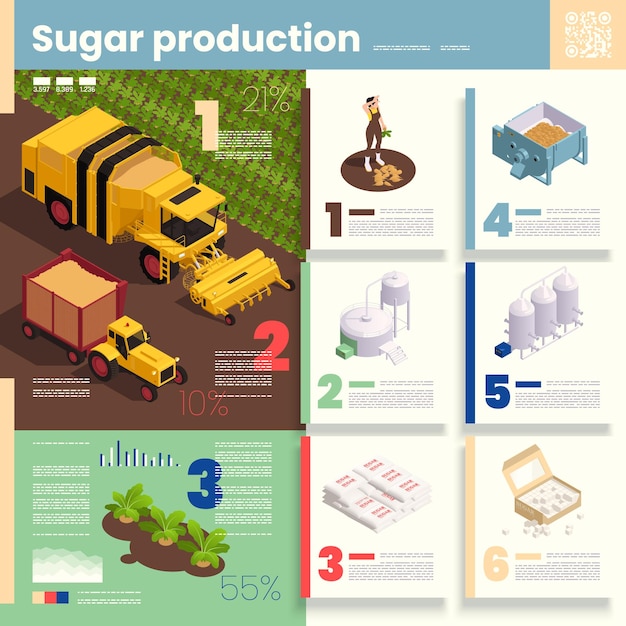 Ilustración de infografía de producción de azúcar que representa el proceso de cosecha de remolacha y las etapas de fabricación del producto terminado ilustración vectorial isométrica