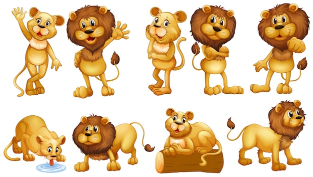 Vector gratuito ilustración de leones en diferentes acciones