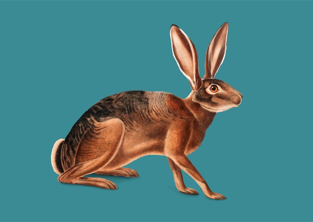 Ilustración de liebre californiana