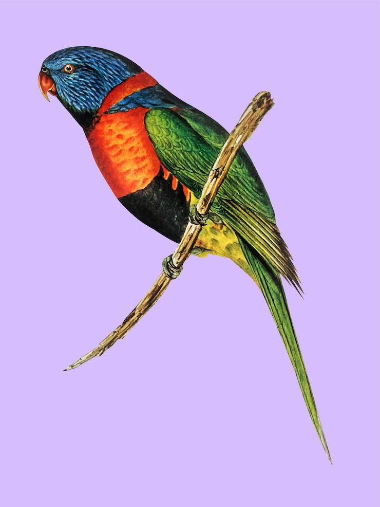 Vector gratuito ilustración lorikeet de cuello rojo