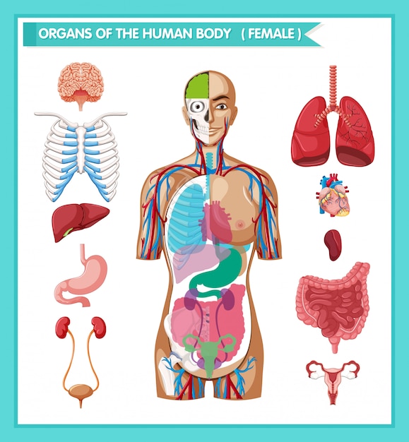 Ilustración médica científica de antomía humana