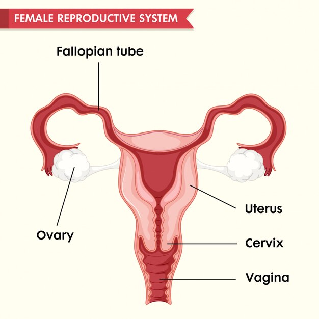 Ilustración médica científica del sistema repoductivo femenino