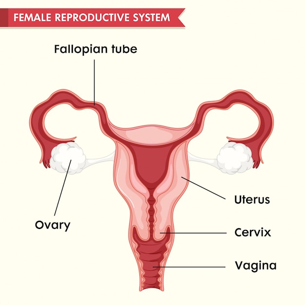 Ilustración médica científica del sistema repoductivo femenino