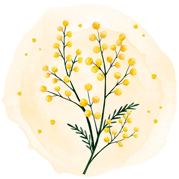 Ilustración de mimosa acuarela
