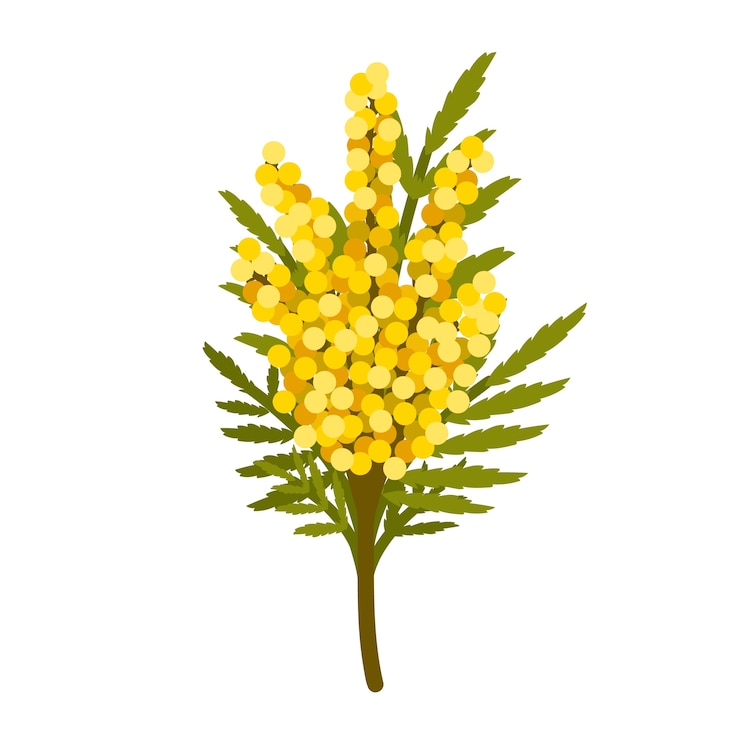 Vector gratuito ilustración de mimosa de diseño plano dibujado a mano