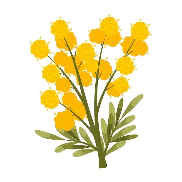 Ilustración de mimosa de diseño plano dibujado a mano