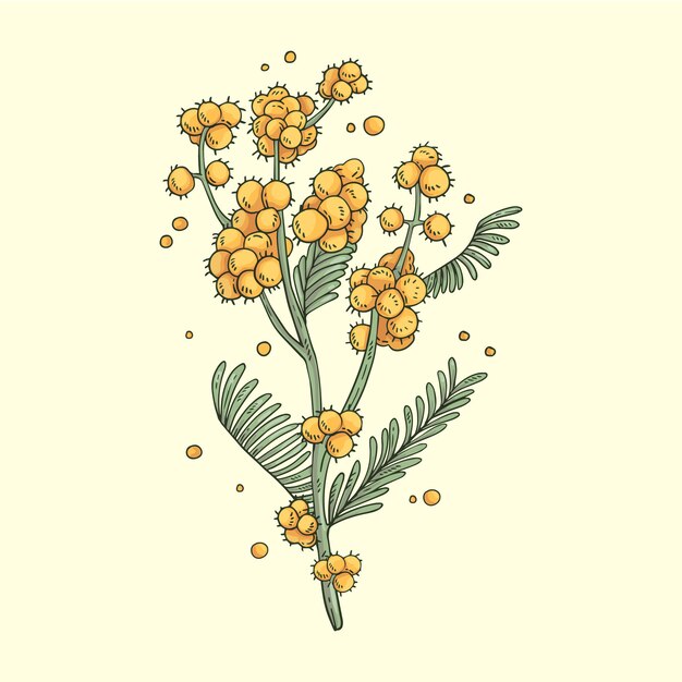 Ilustración de mimosa de diseño plano dibujado a mano