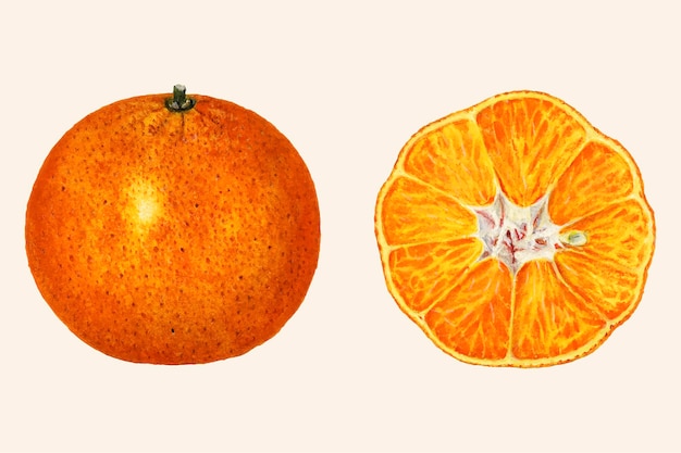 Ilustración de naranjas vintage.