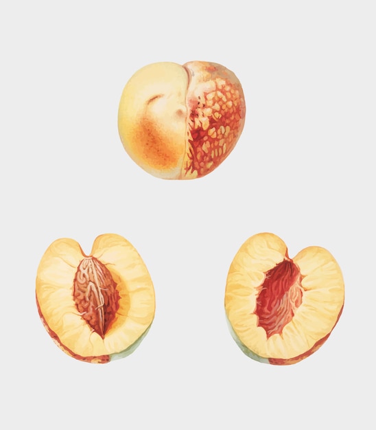 Ilustración de nectarina de pomona italiana.