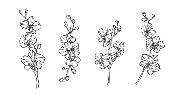Ilustración de orquídea dibujada a mano
