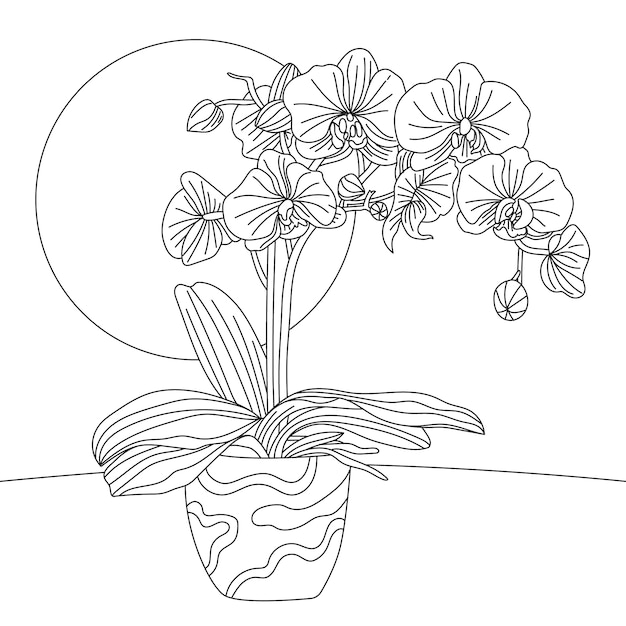 Ilustración de orquídea dibujada a mano