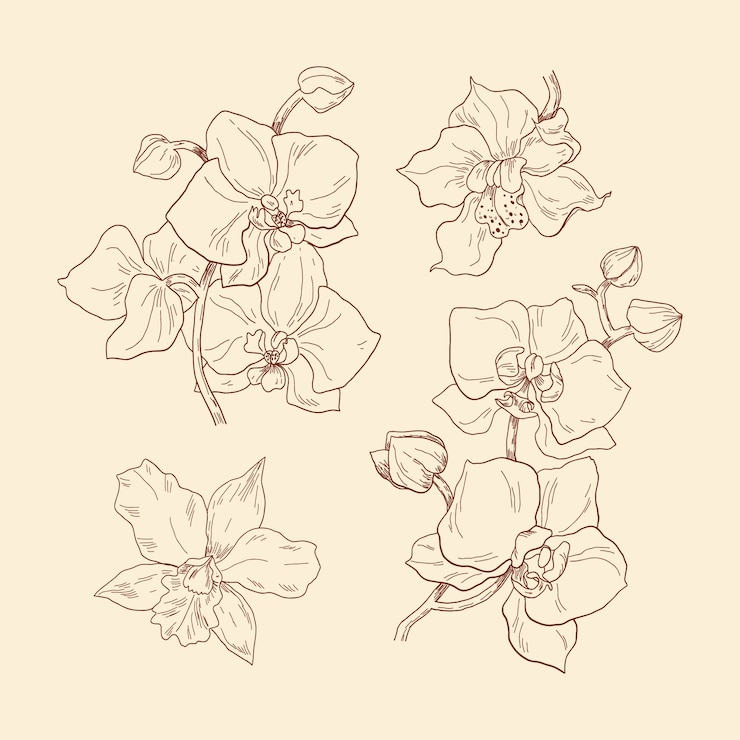 Vector gratuito ilustración de orquídea dibujada a mano