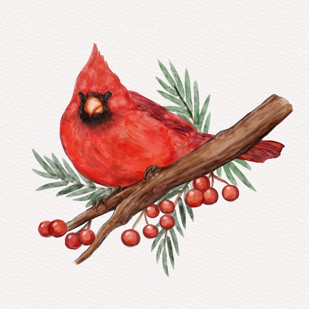 Vector gratuito ilustración de pájaro cardenal acuarela